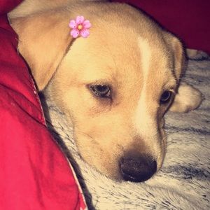 Meet your Posher, Isabella